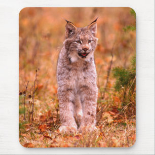 Bobcat Hunting   Autumn Forest Mouse Mat