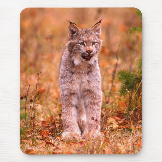 Bobcat Hunting | Autumn Forest Mouse Mat (Front)