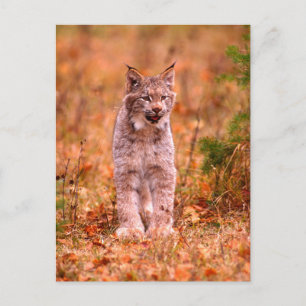 Bobcat Hunting   Autumn Forest Postcard