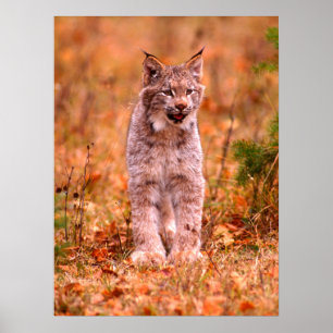 Bobcat Hunting   Autumn Forest Poster