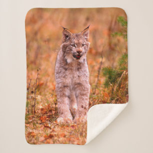 Bobcat Hunting   Autumn Forest Sherpa Blanket
