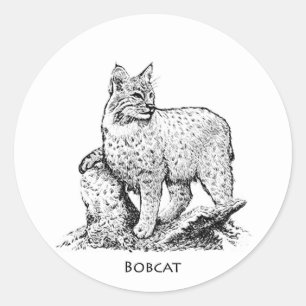 Bobcat Illustration Classic Round Sticker