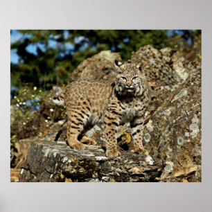 Bobcat in the Rocks Poster