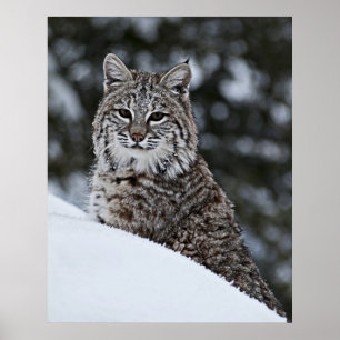 Bobcat in the Snow Poster