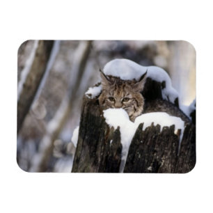Bobcat Kitten Magnet