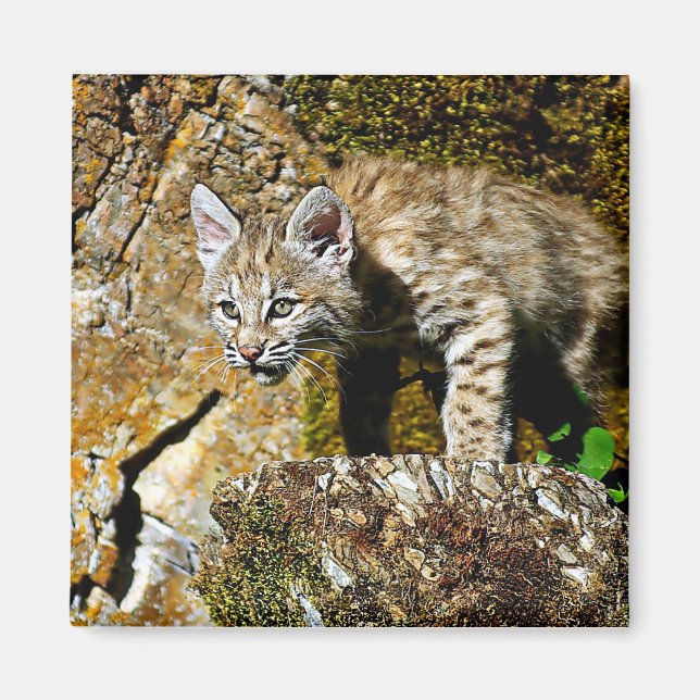 Bobcat Kitten on the Rocks Magnet (Front)