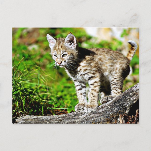 Bobcat Kitten Postcard (Front)