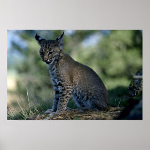 Bobcat-kitten Poster