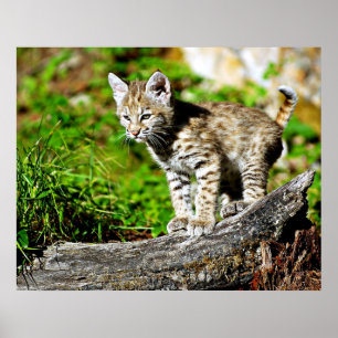 Bobcat Kitten Poster