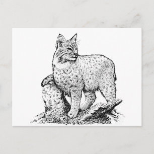 Bobcat Line Art Postcard