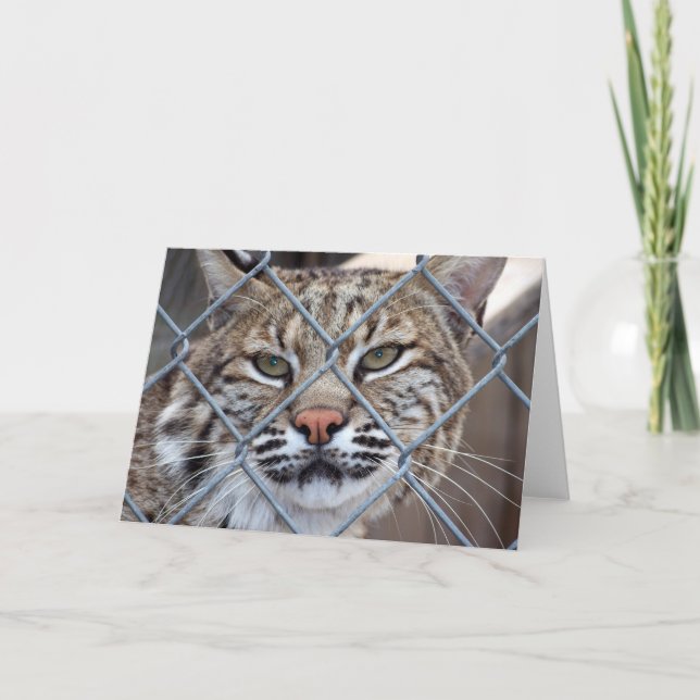 Bobcat Lynx Wild Cat Greeting Card (Front)