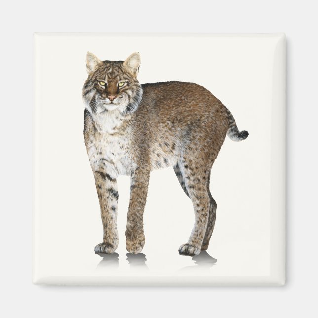 Bobcat Magnet (Front)