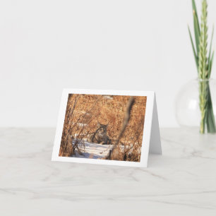 Bobcat notecard
