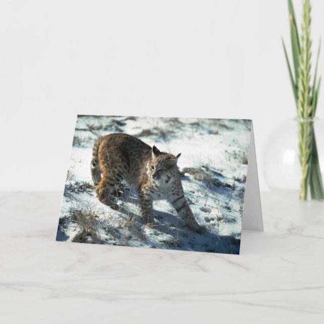 Bobcat on snow card (Front)