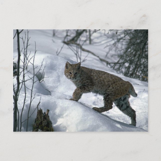 Bobcat on snow postcard (Front)