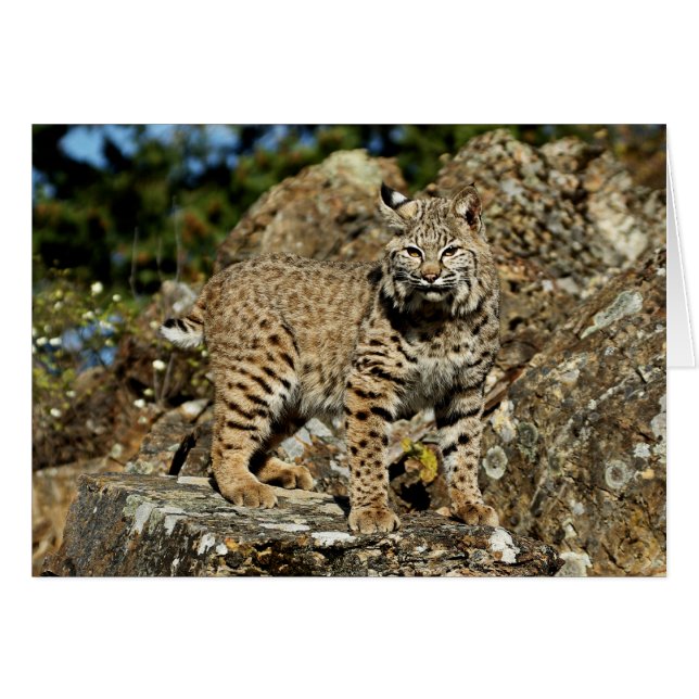 Bobcat on the Rocks (Front Horizontal)