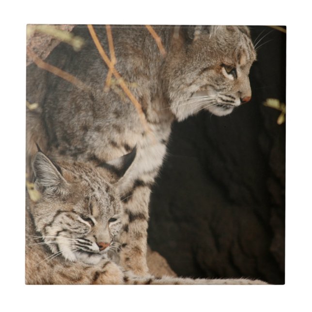 Bobcat Photo Tile (Front)