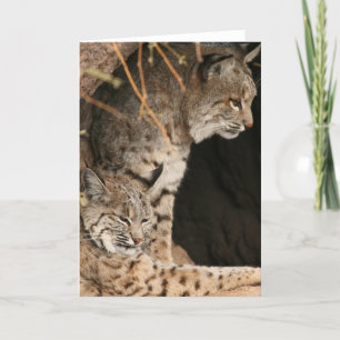 Bobcat Photos Greetign Card