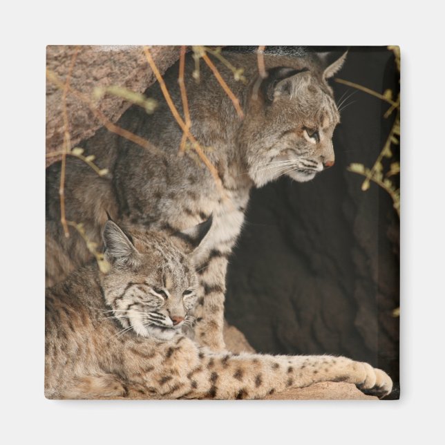 Bobcat Photos Square Magnet (Front)