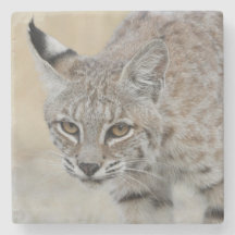 Bobcat Portrait Stone Coaster