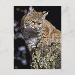 Bobcat Postcard