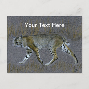 Bobcat Postcard