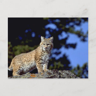 Bobcat Postcard