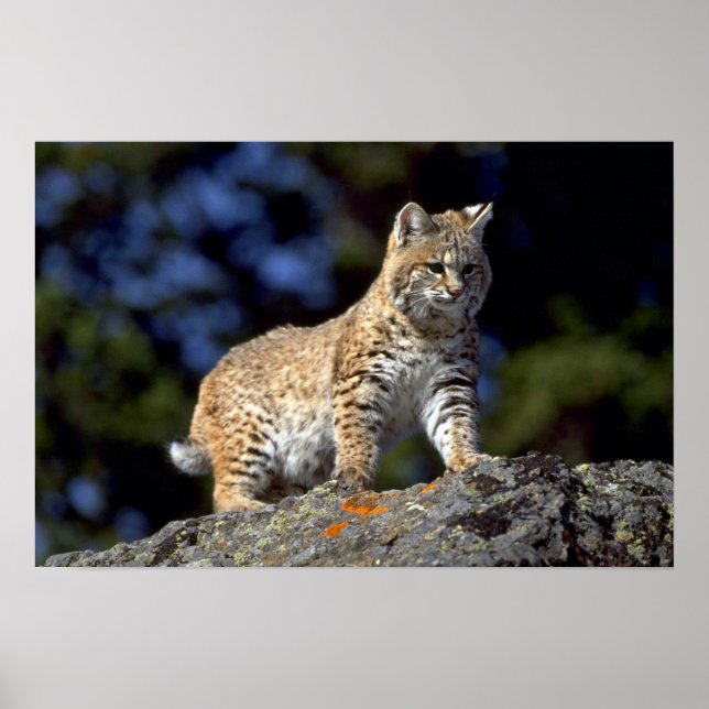 Bobcat Poster (Front)