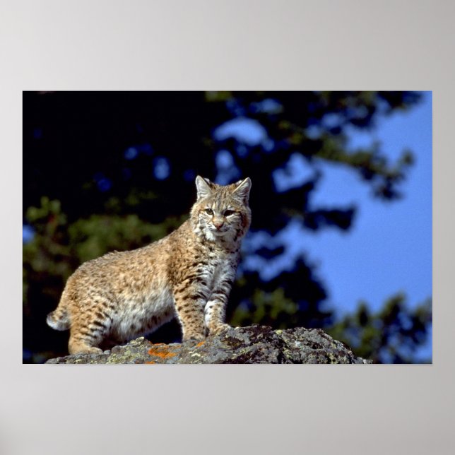 Bobcat Poster (Front)