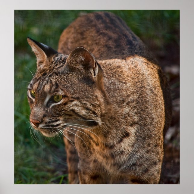 BobCat Poster (Front)