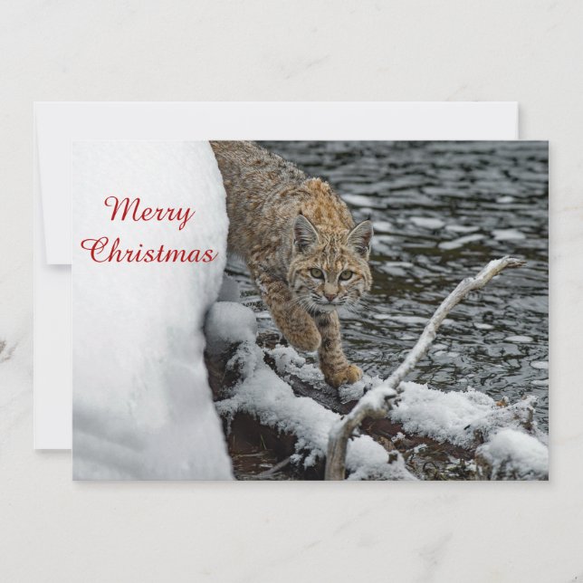 Bobcat Snow Water Photo Christmas Flat Holiday Card (Front)
