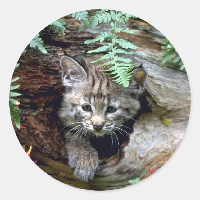Bobcat-summer-young kitten in hollow log classic round sticker (Front)