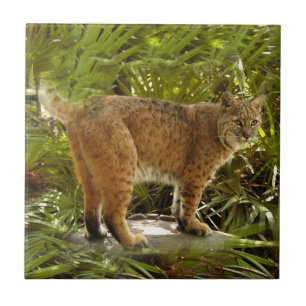 BobcatBCR004 Tile