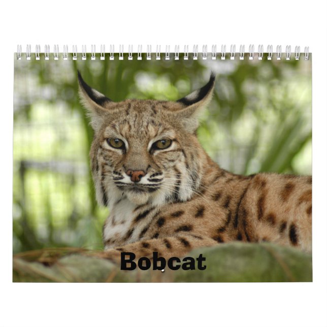 BobcatBCR031, Bobcat Calendar (Cover)