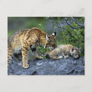 Bobcats-summer-mum with small kitten postcard