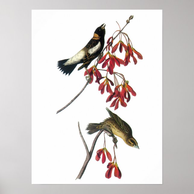 Bobolink by Audubon Poster (Front)