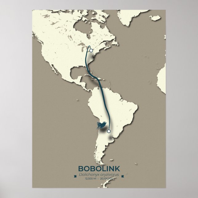Bobolink Migration Map – Minimalist Vintage Poster (Front)