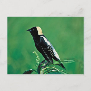 Bobolink Postcard