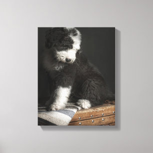 Bobtail puppy portrait in studio canvas print