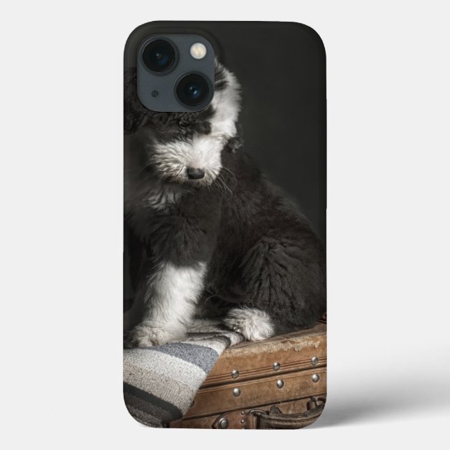 Bobtail puppy portrait in studio Case-Mate iPhone case (Back)