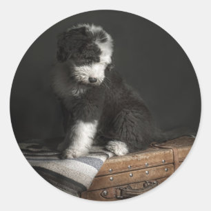Bobtail puppy portrait in studio classic round sticker