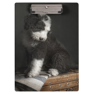 Bobtail puppy portrait in studio clipboard
