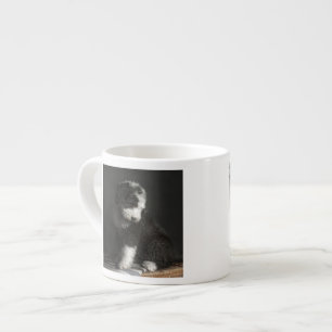 Bobtail puppy portrait in studio espresso cup