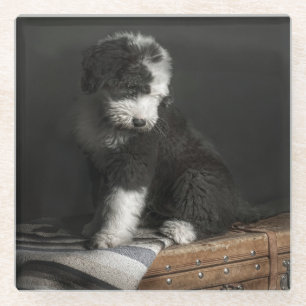 Bobtail puppy portrait in studio glass coaster
