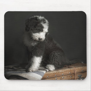 Bobtail puppy portrait in studio mouse mat