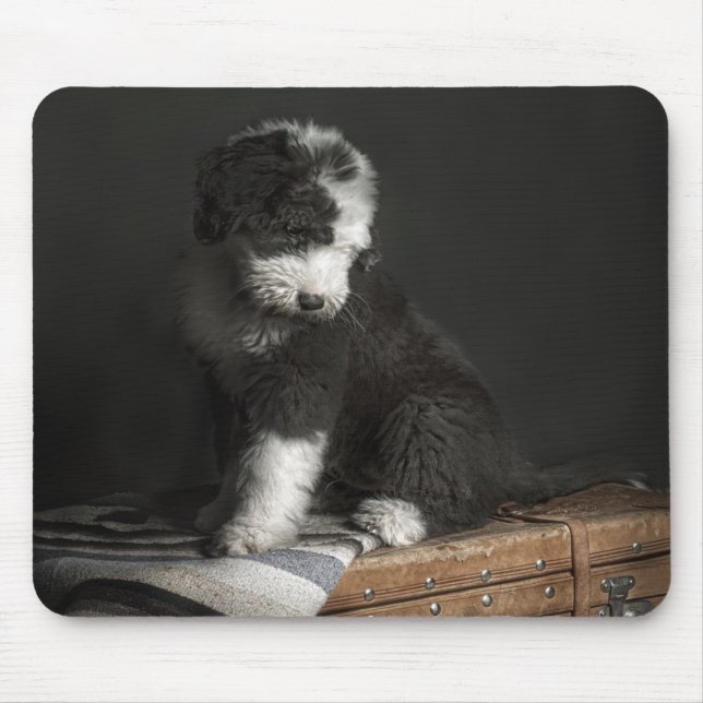 Bobtail puppy portrait in studio mouse mat (Front)