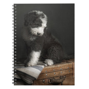 Bobtail puppy portrait in studio notebook