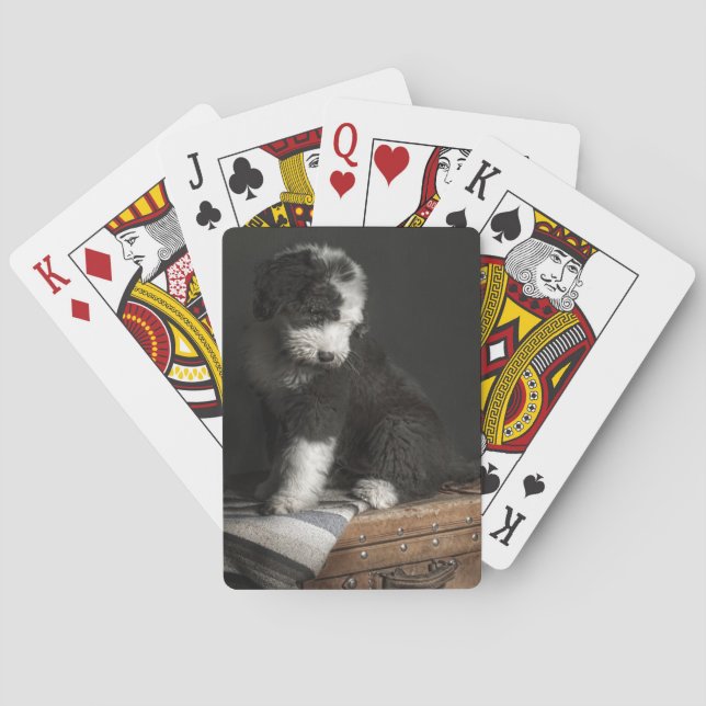 Bobtail puppy portrait in studio playing cards (Back)