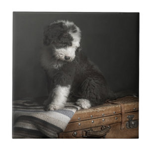 Bobtail puppy portrait in studio tile
