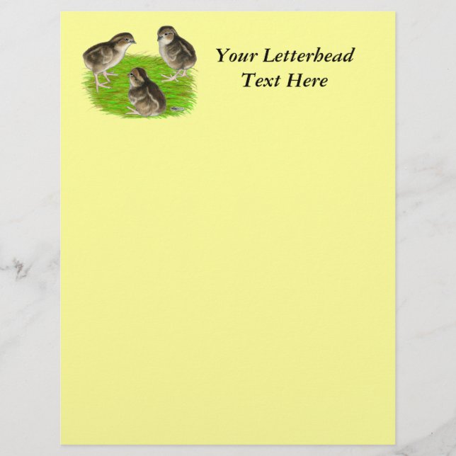 Bobwhite Quail Chicks (Front)